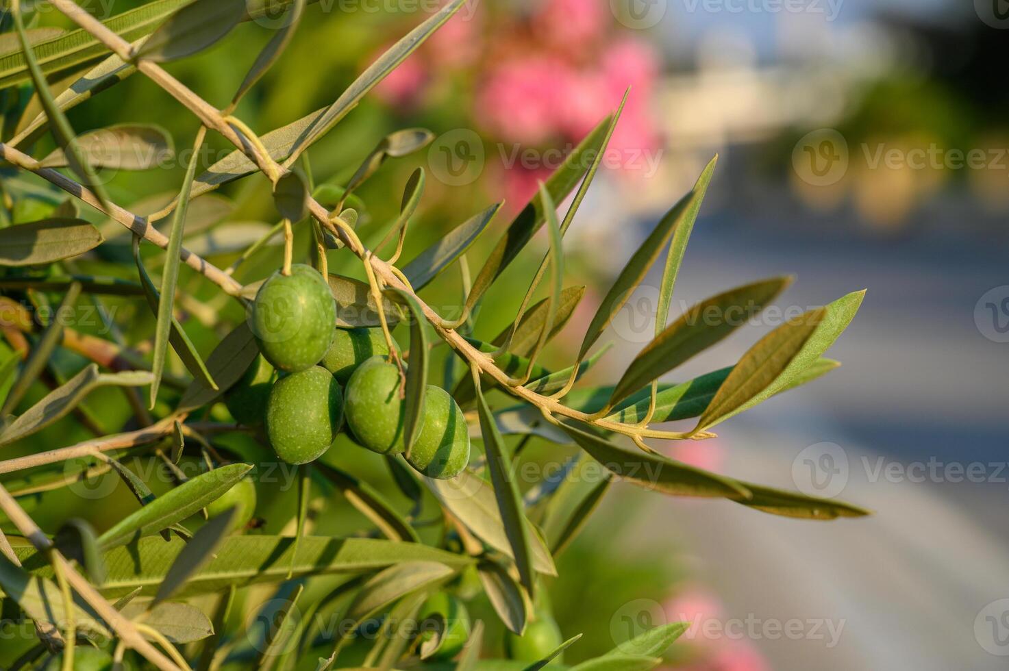 Green ripe olives on the branch tree photo