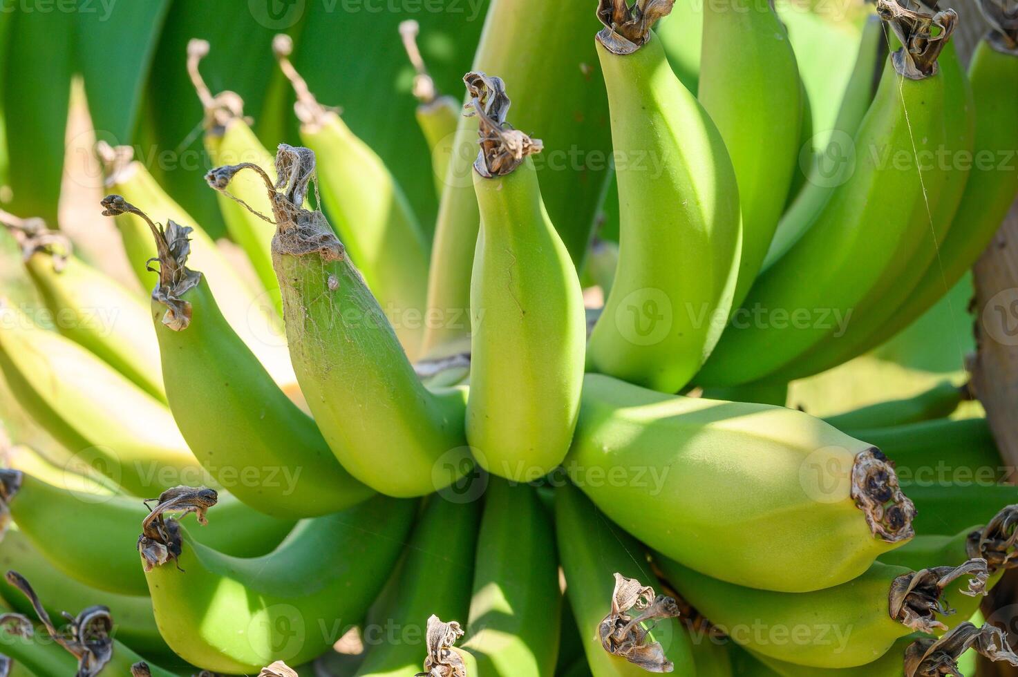 Unripe Bananas on tree. Banana crop farming. photo