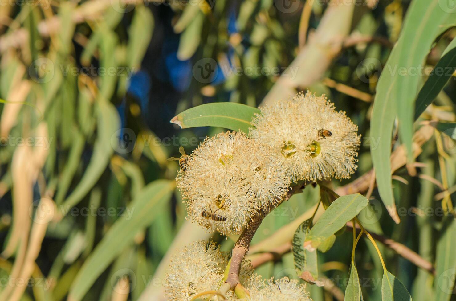 Bee on a blossoming eucalyptus gum tree flower photo