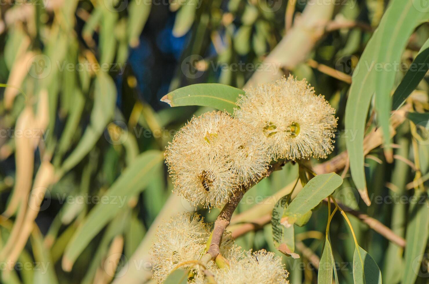 European Honey Bee Feeding from Eucalyptus Flowers photo