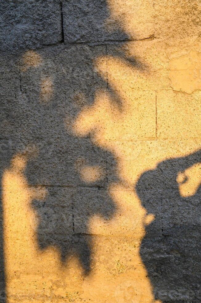 The shadow of the trees and people on the floor. photo