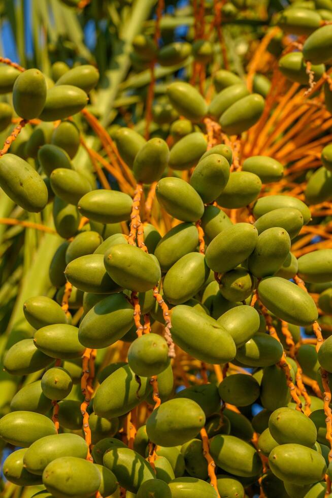 close up of fresh young green date fruits bunch hanging on the date palm tree in the big pot. photo