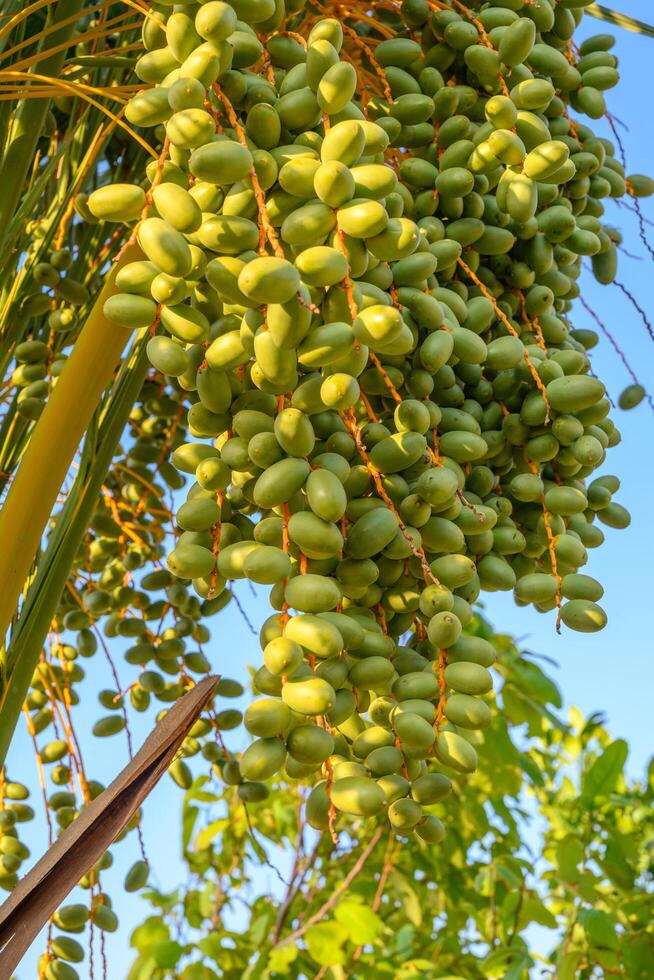 Green unripe dates fruit clusters on date palm close up. photo
