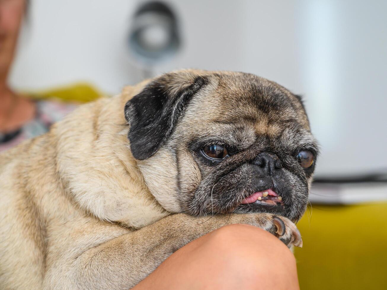 Elder ladies hand patting a dog photo