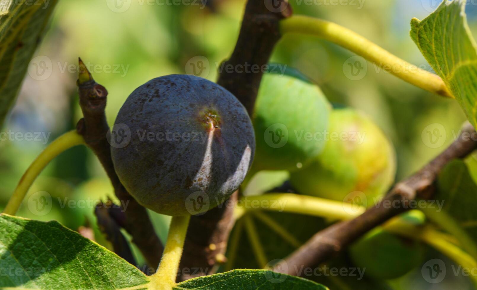 Figs on the branch of a fig tree photo