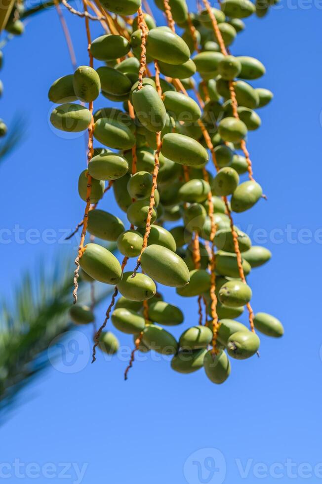 close up of fresh light green bunches of dates hanging on a date palm tree photo