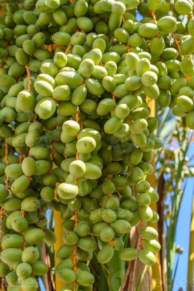 Close up of bunch of green dates on the palm tree. Date farming in the gulf. photo
