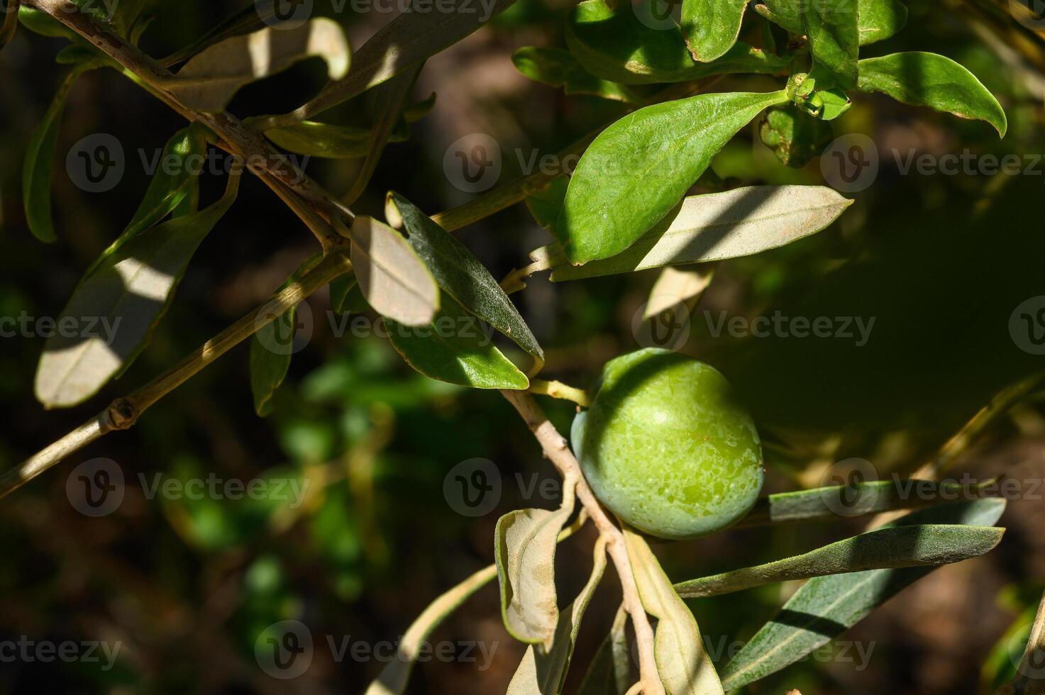 Olive tree with leaves, natural sunny agricultural food background photo