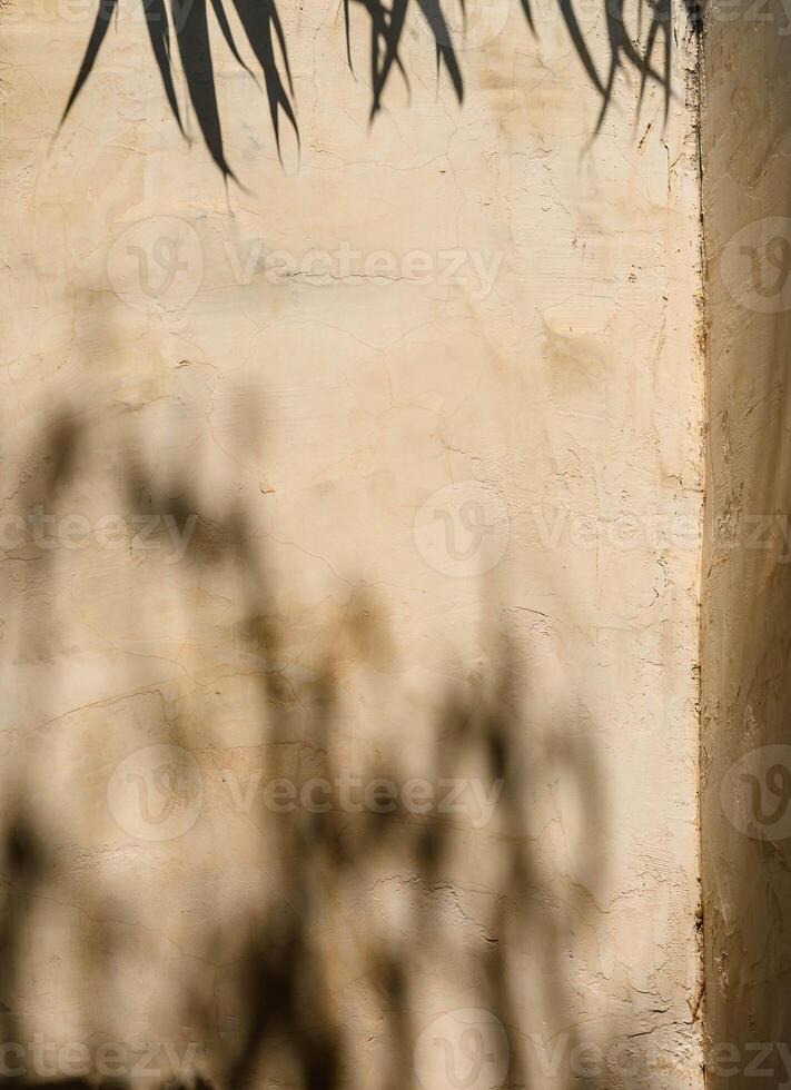 Shadow Of Trees On Wall At Sunset. photo