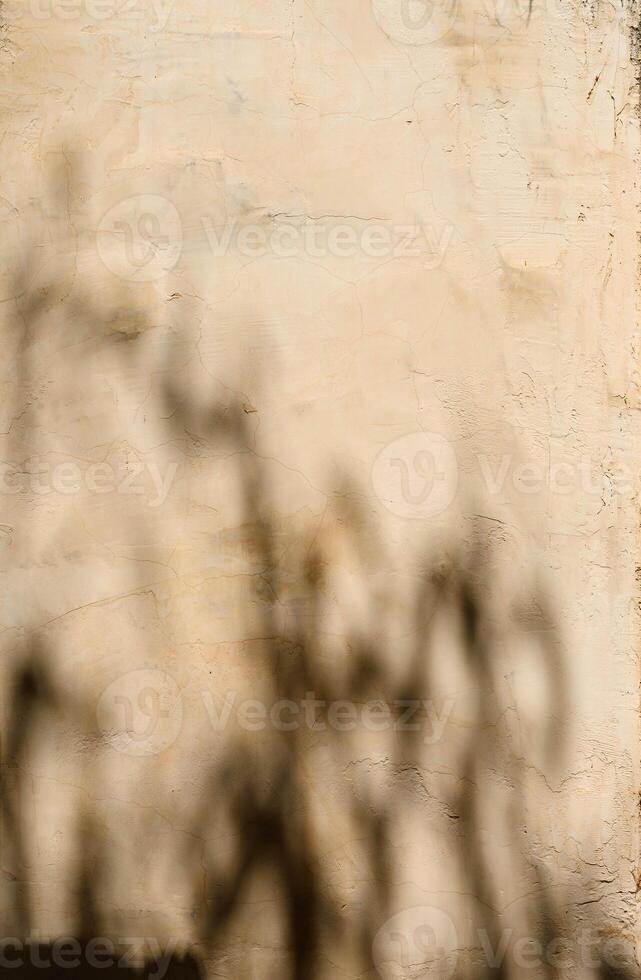 Trendy photography effect of sun light reflection over white background for overlay, plant branches shadow photo