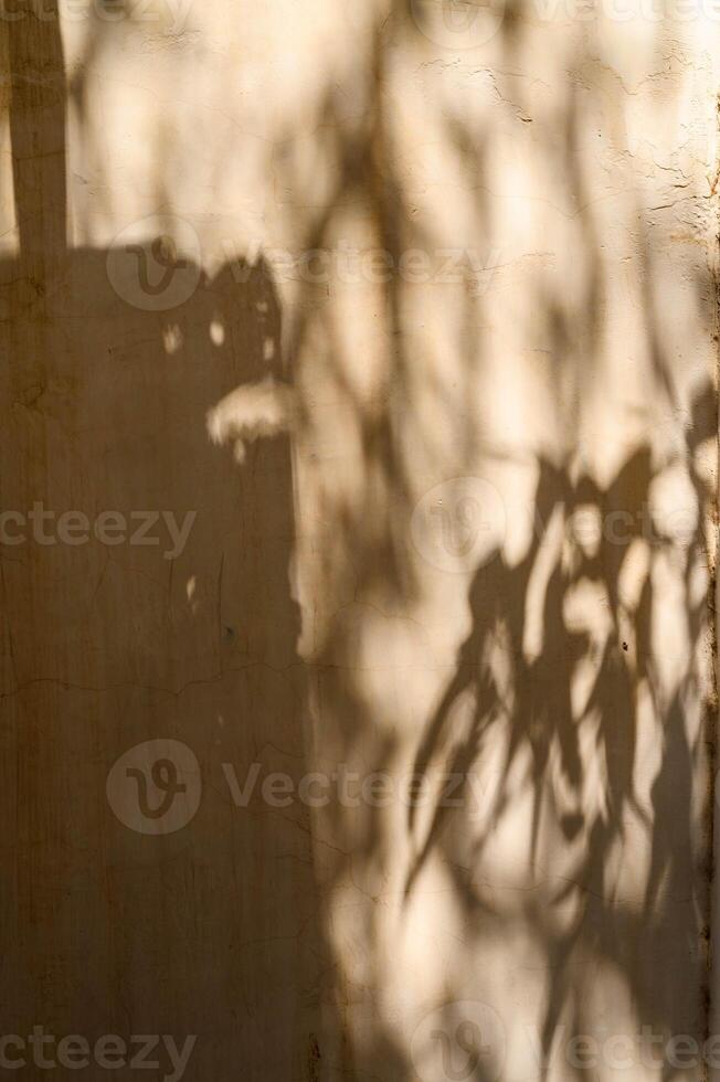 beautiful foliage of a tropical tree in the sunlight, shadow of the leaves on the table and a wall with space in the background photo