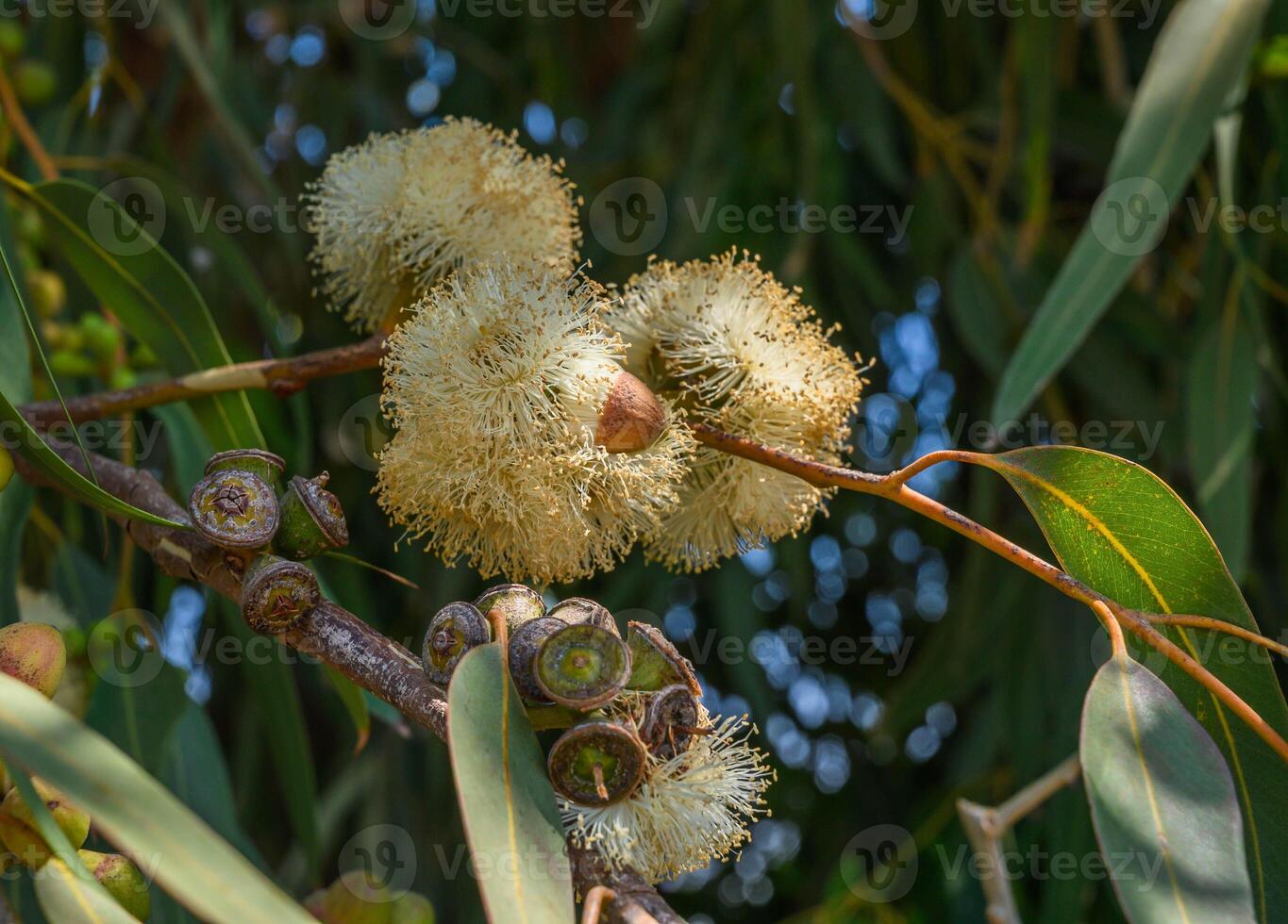 Bees are collecting eucalyptus nectar honey. photo