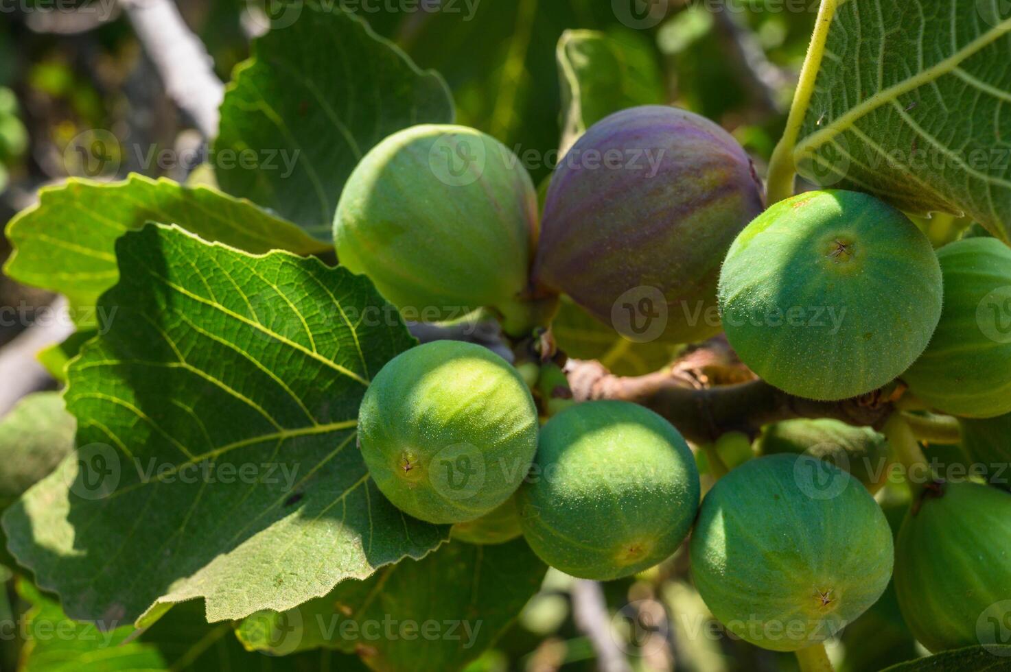 Figs on a fig tree branch with leaves photo