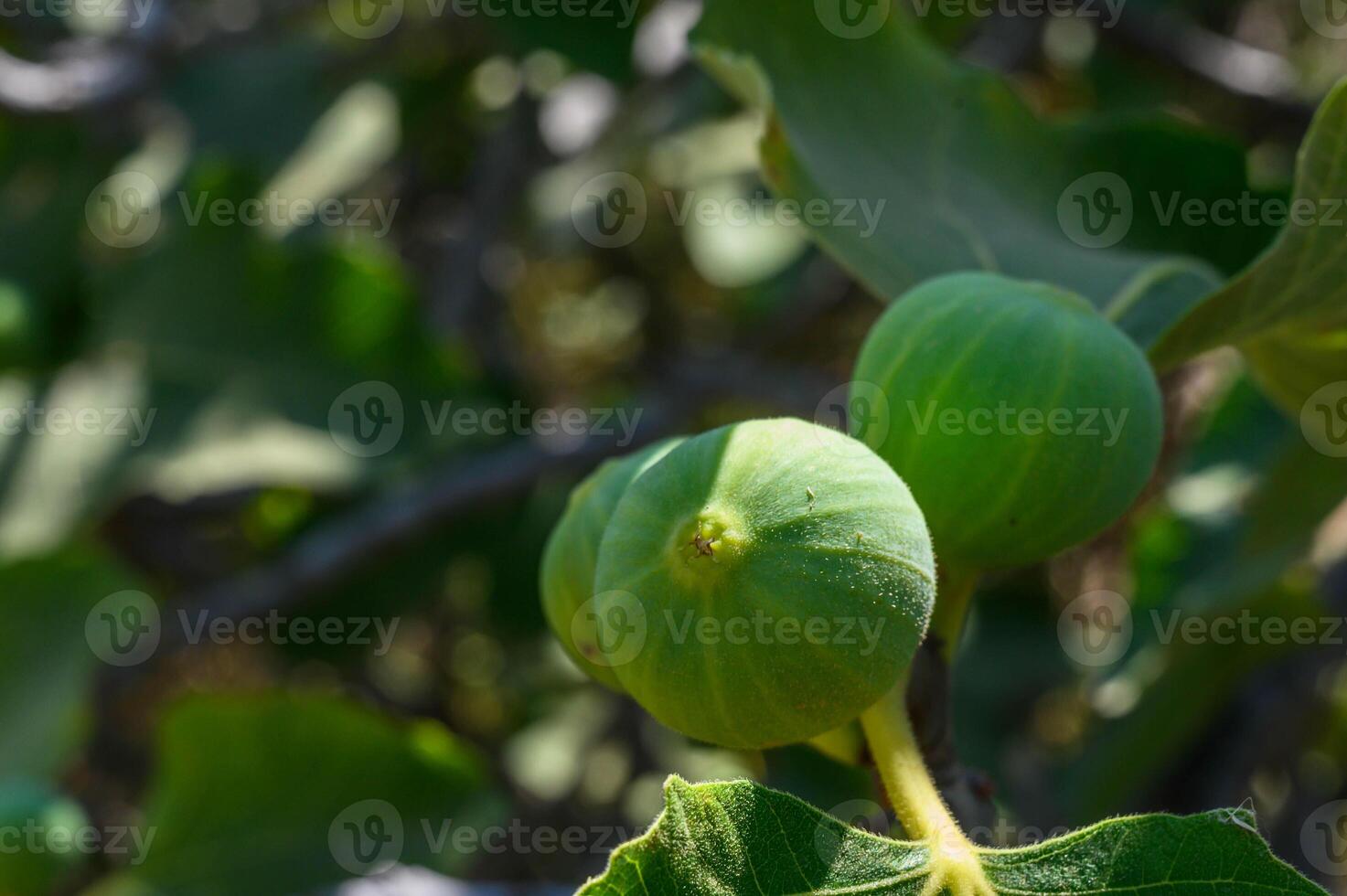 Ripe figs hanging on a branch with leaves. Close-up shot with sunlight. photo