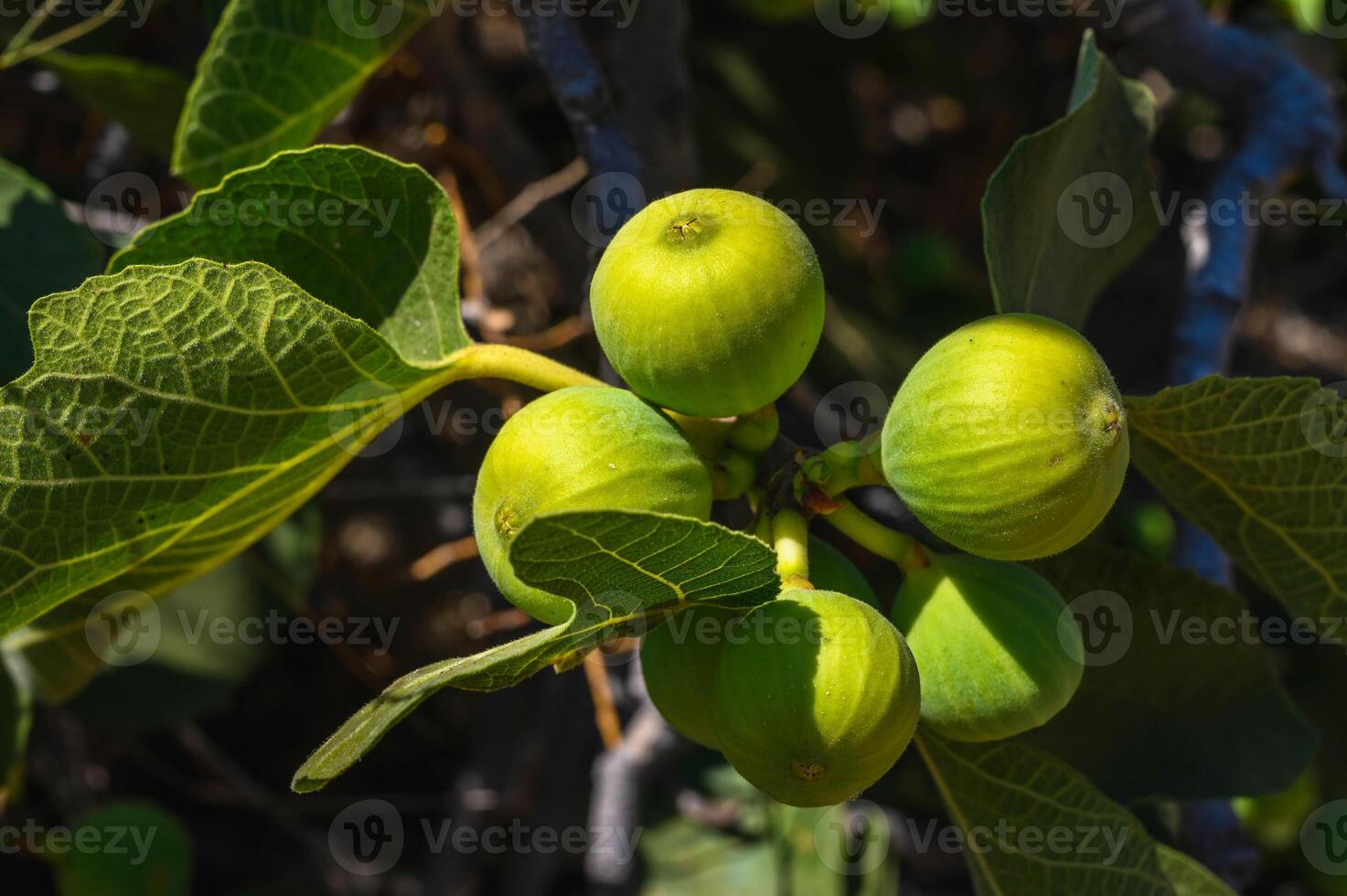 Green fig fruits on a branch of a wild fig tree photo