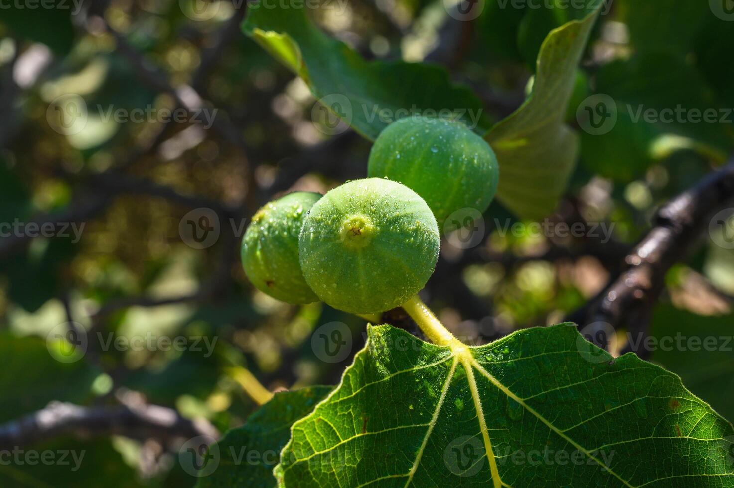 a fig tree with luscious figs hanging from its branches photo