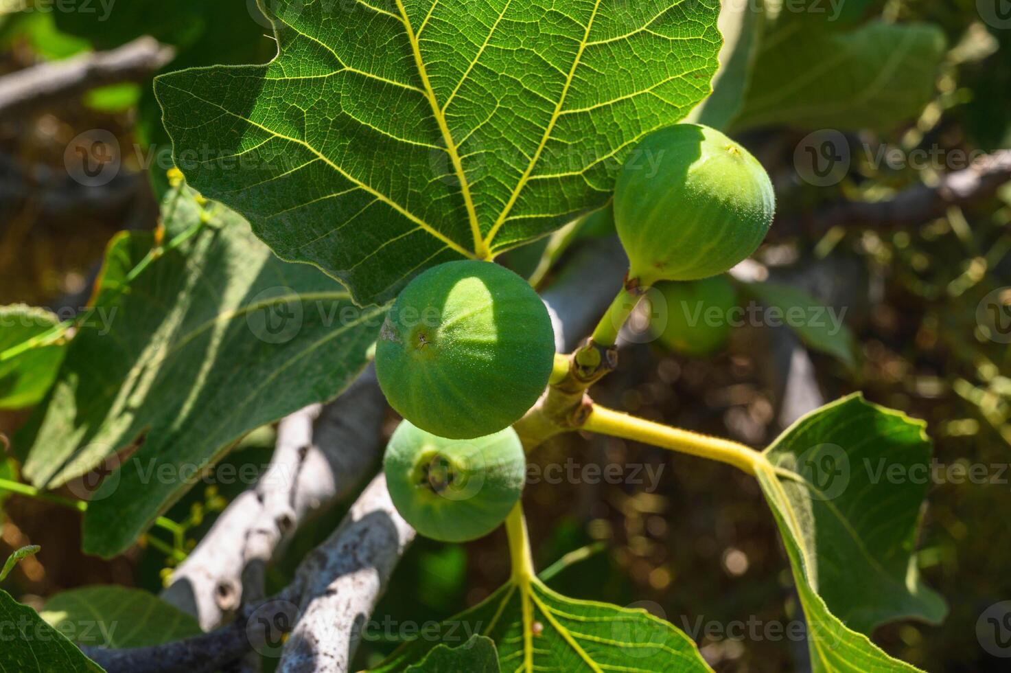Figs hanging from a tree photo