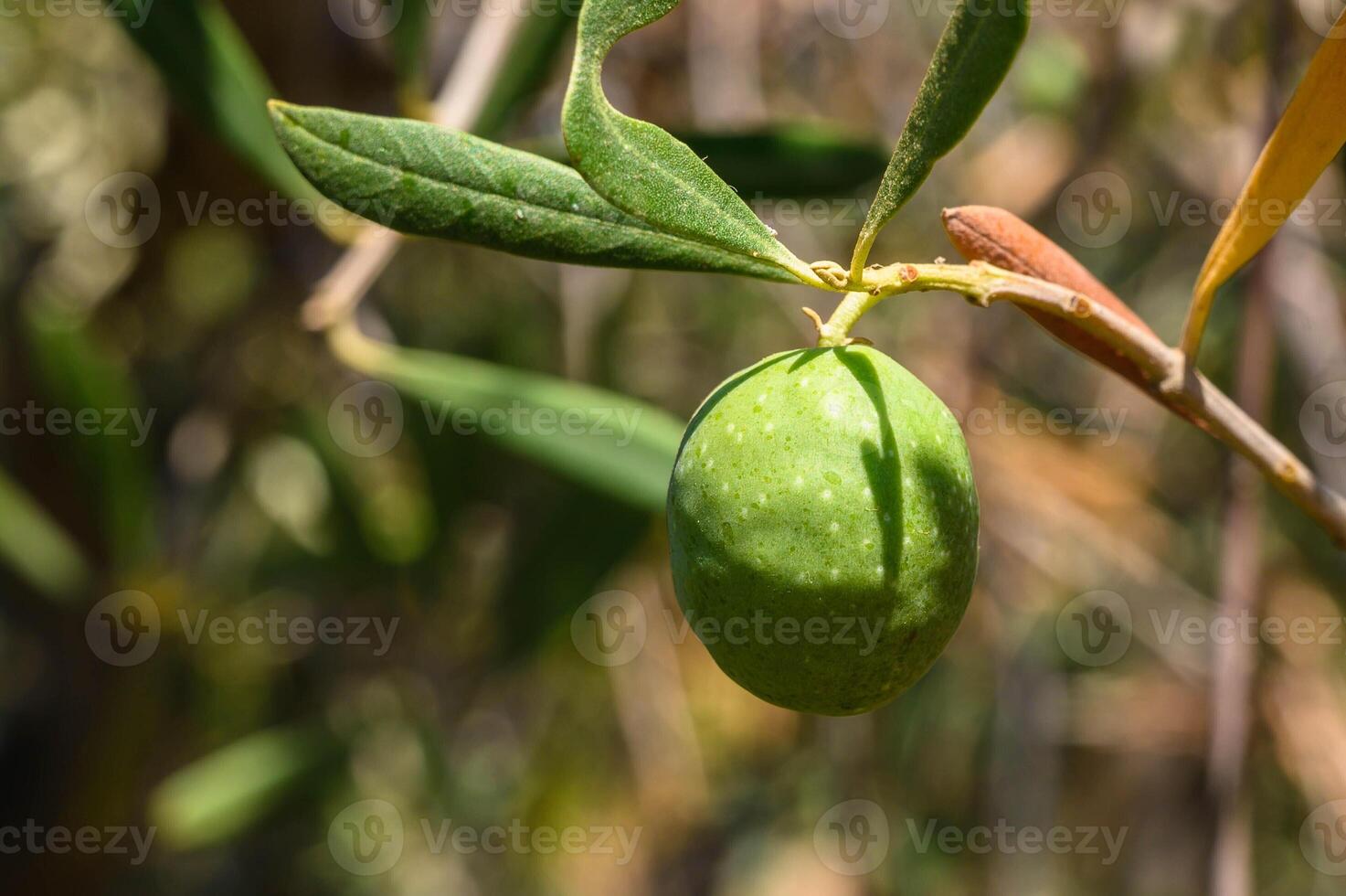 green olives on branch sunny mediterranean olive grove spain photo