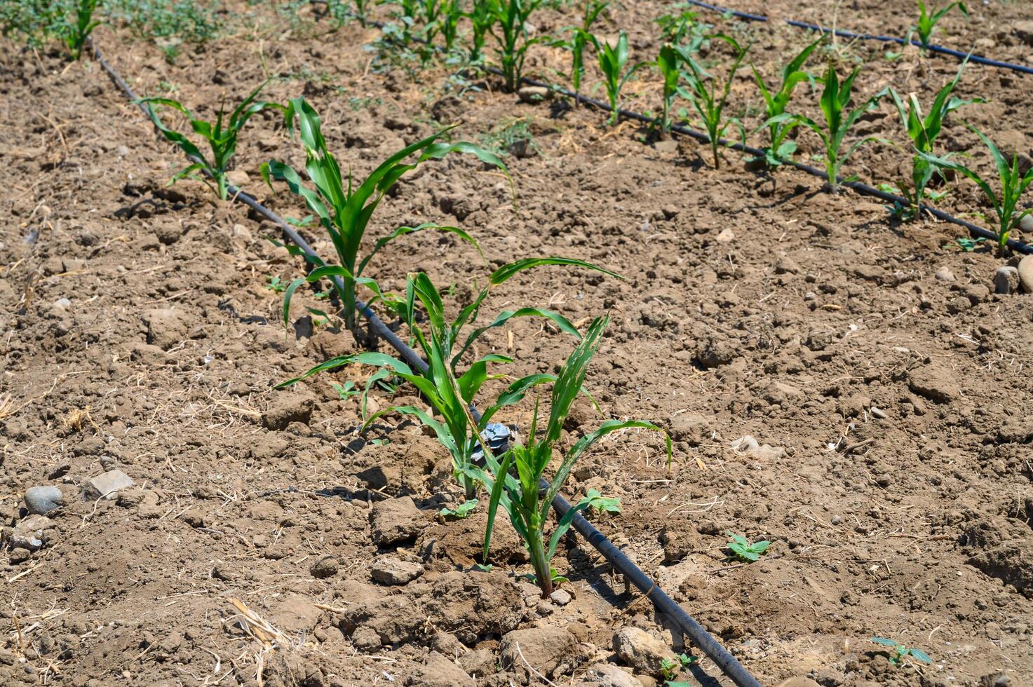 Farming. Drip irrigation on a field with young corn photo