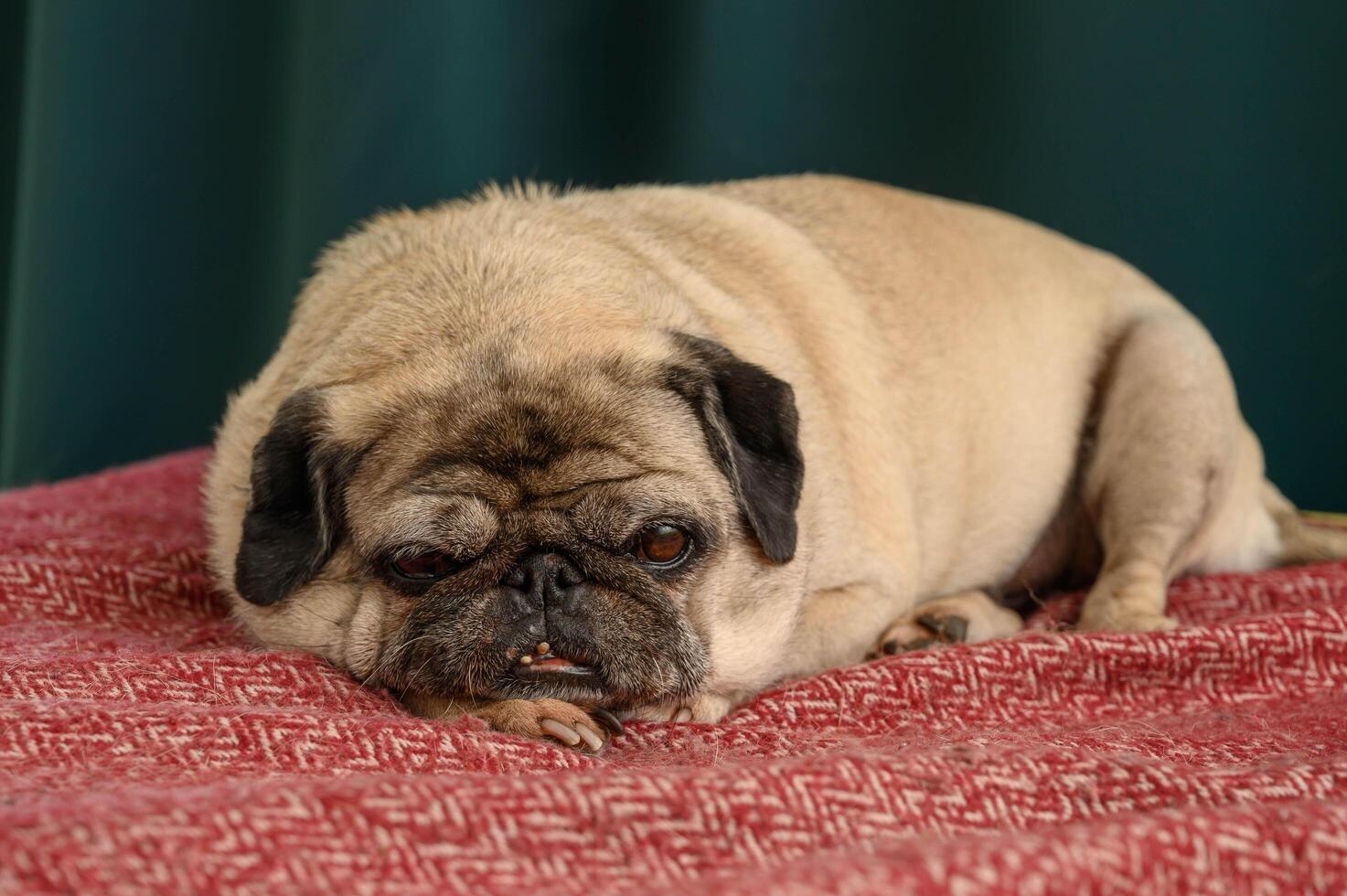 Domestic pet at home. Purebred dog with wrinkled face. photo
