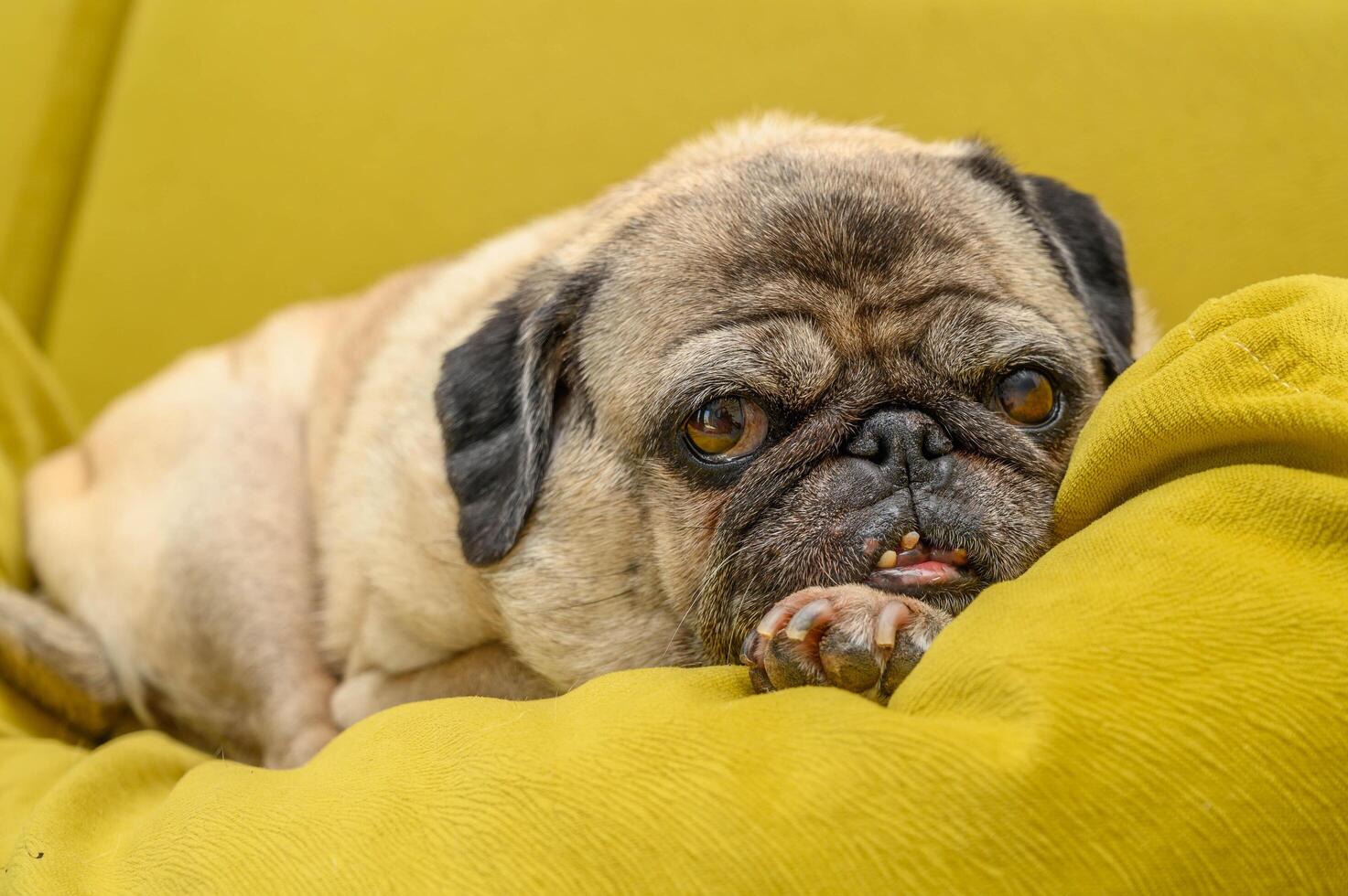Happy cute pug dog on sofa indoors photo