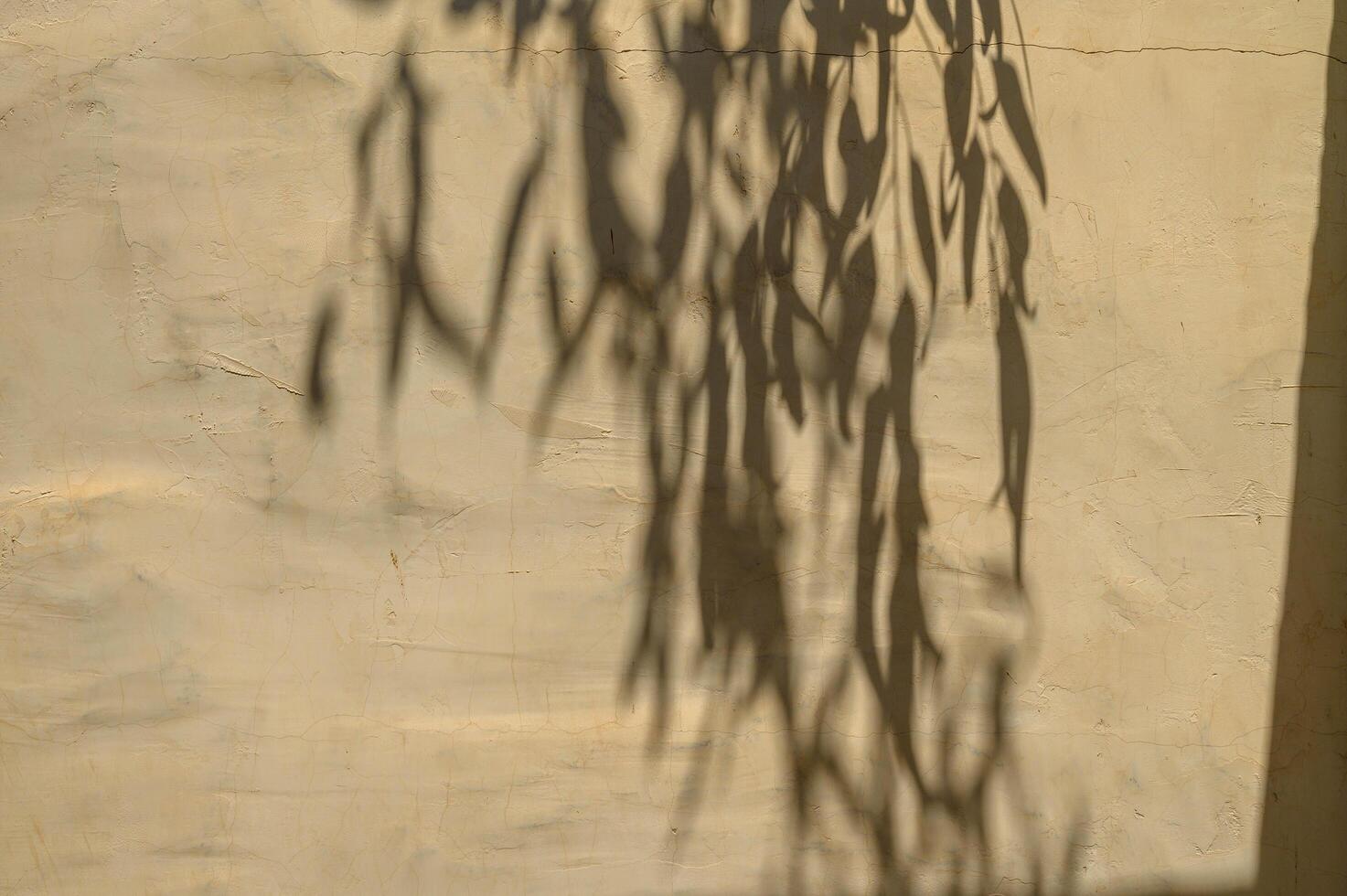 trees branch and leaf with shadow on a concrete wall. photo