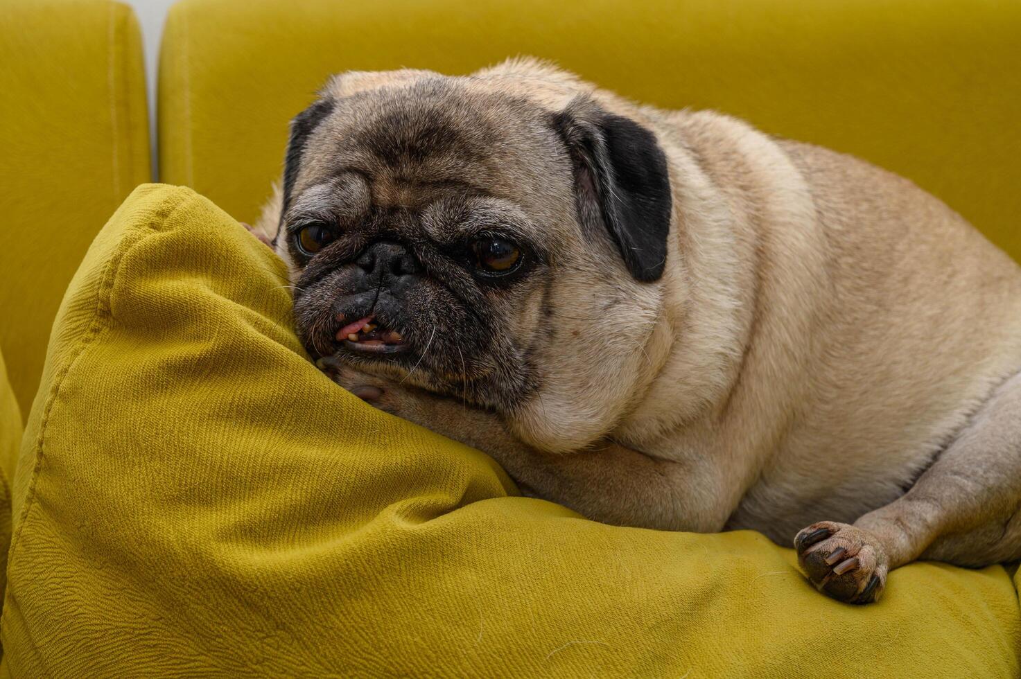old pug resting on a pillow on the sofa photo