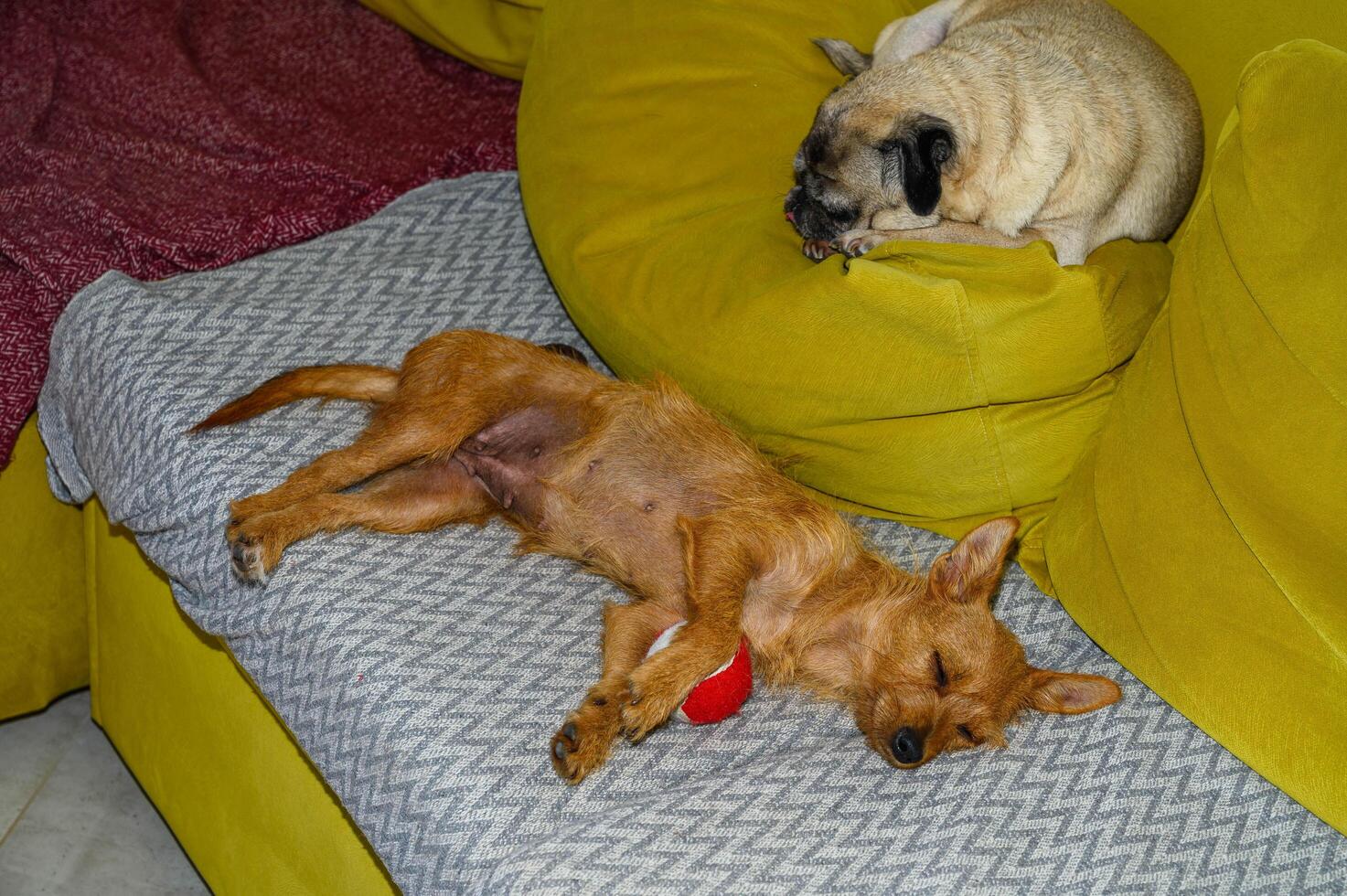 a small red eared dog and an pug lying on the sofa photo
