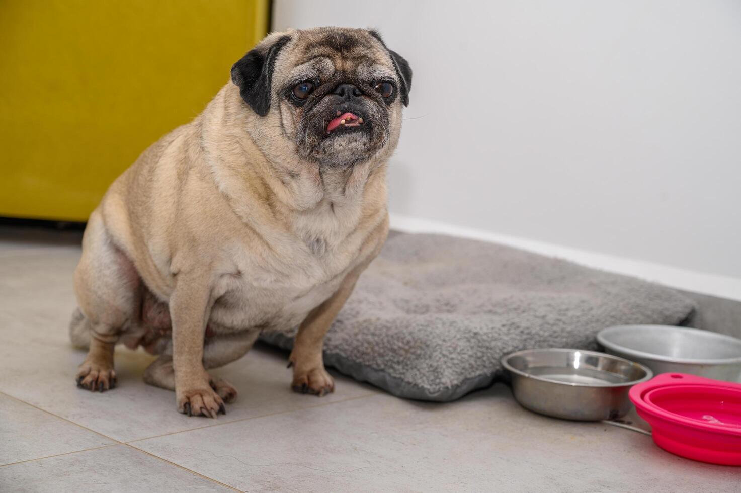 Pug waits for food near his bowls photo