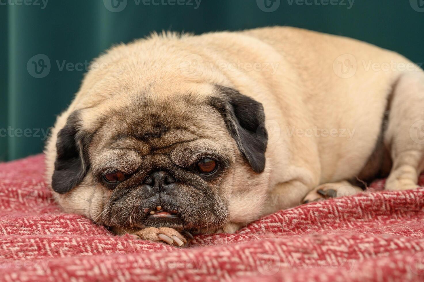 Sad pug dog on sofa. photo
