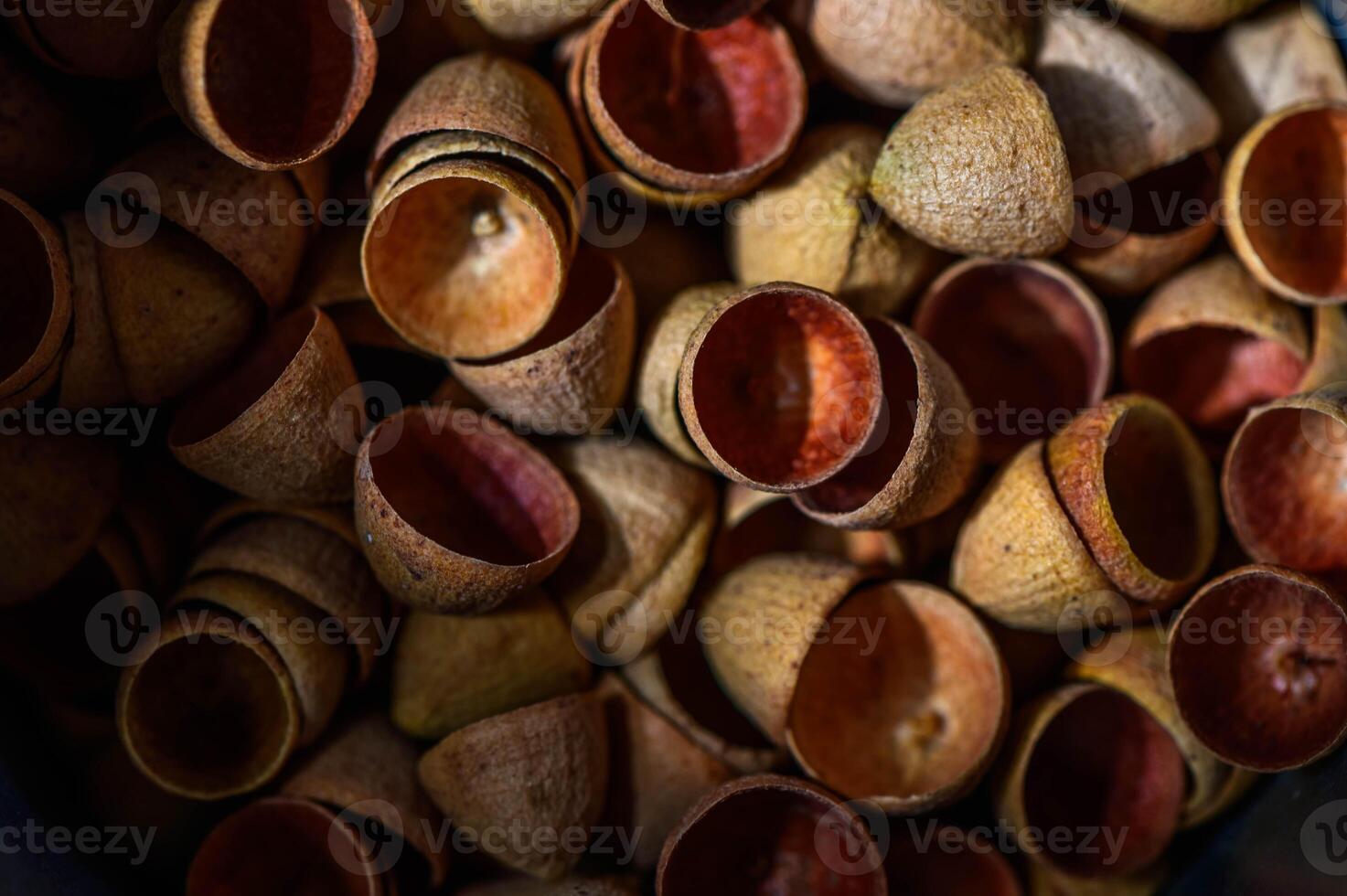 Eucalyptus seed pod caps as background 3 photo