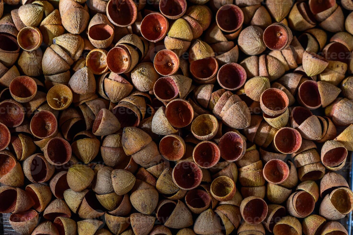 Eucalyptus Seed Pod Caps, Tiny Eucalyptus Caps, 3 photo