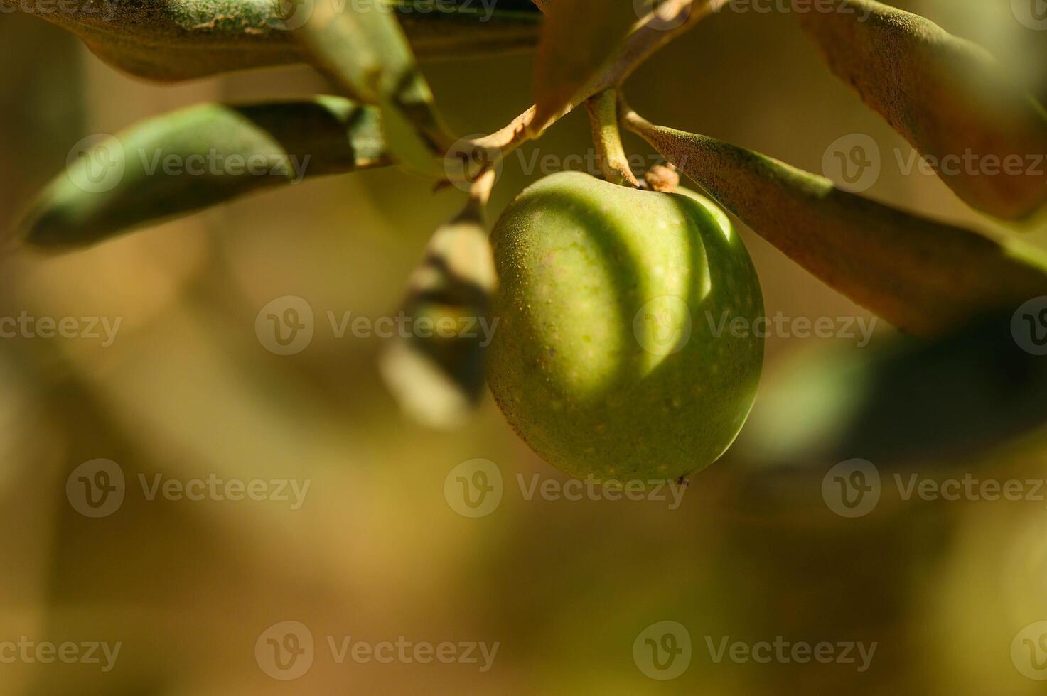 Ripe green olives hanging from branches of an olive tree as the sun sets, casting a warm glow on the scene photo