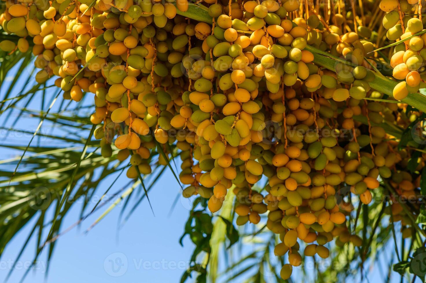 view to date palm from below photo