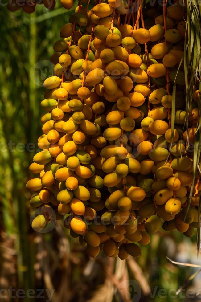 Dates Hanging from Date Palm photo