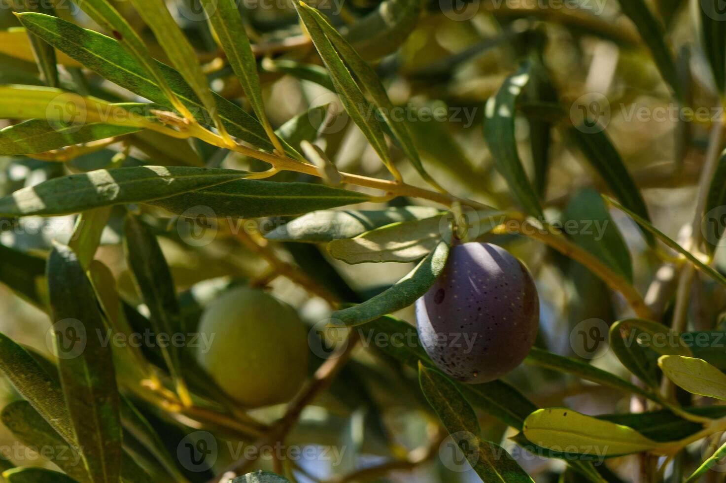 Branch of an olive tree in autumn with olives in ripeness. photo