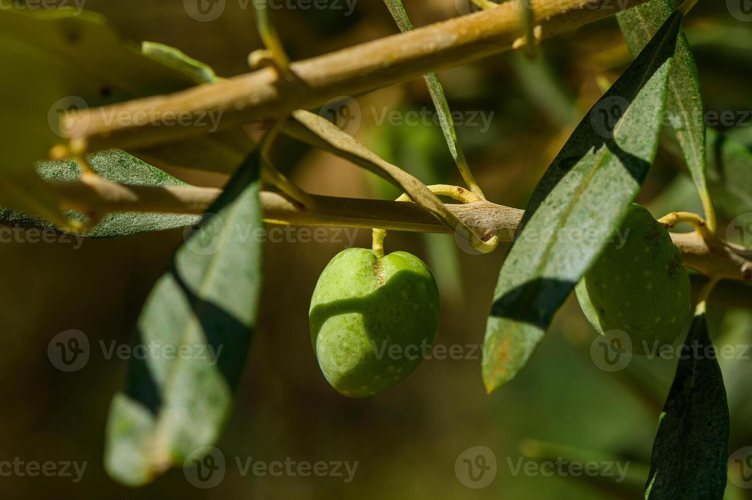 Full frame shot of olives on tree photo
