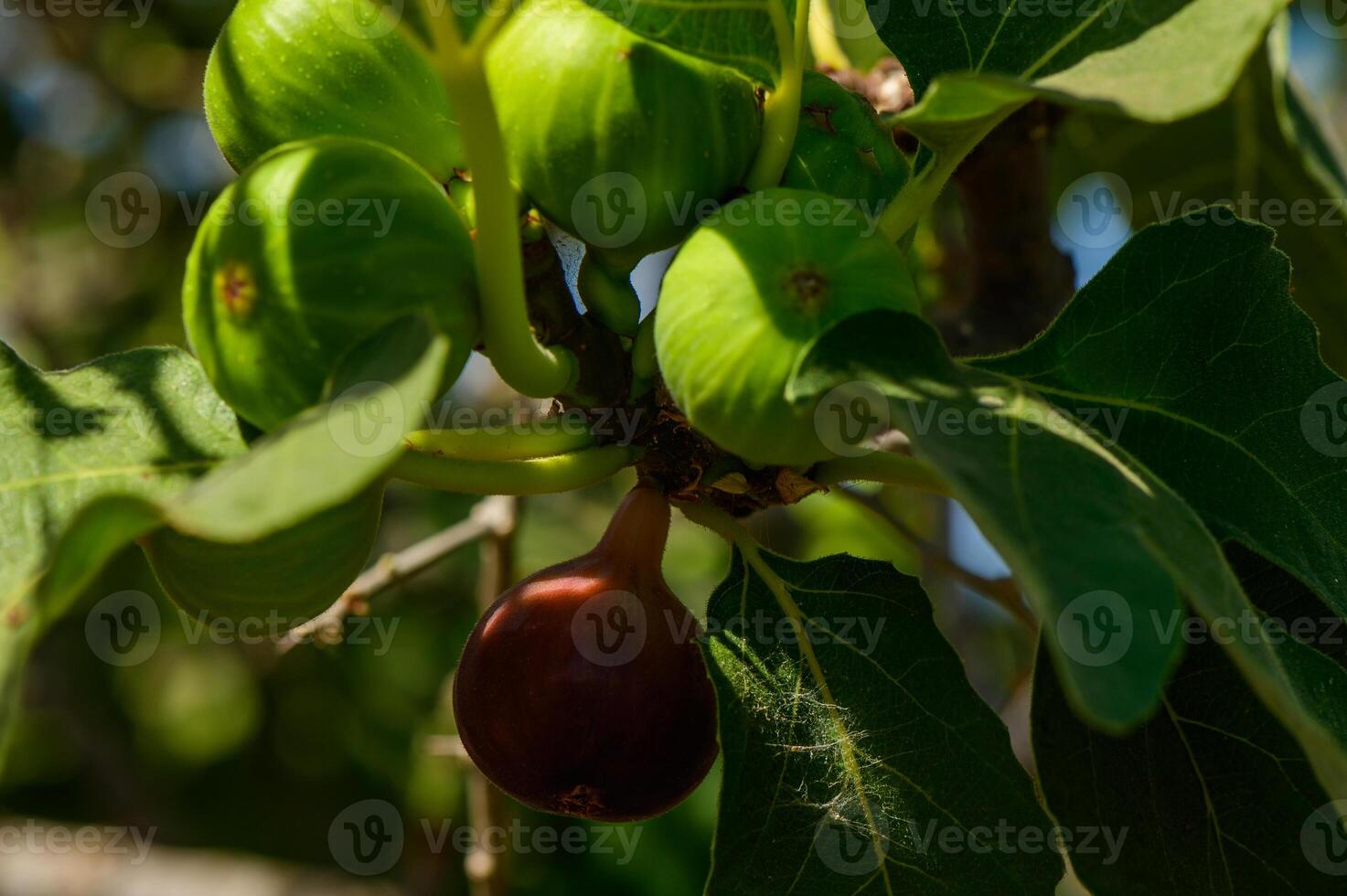 Close-up of a fig on tree photo