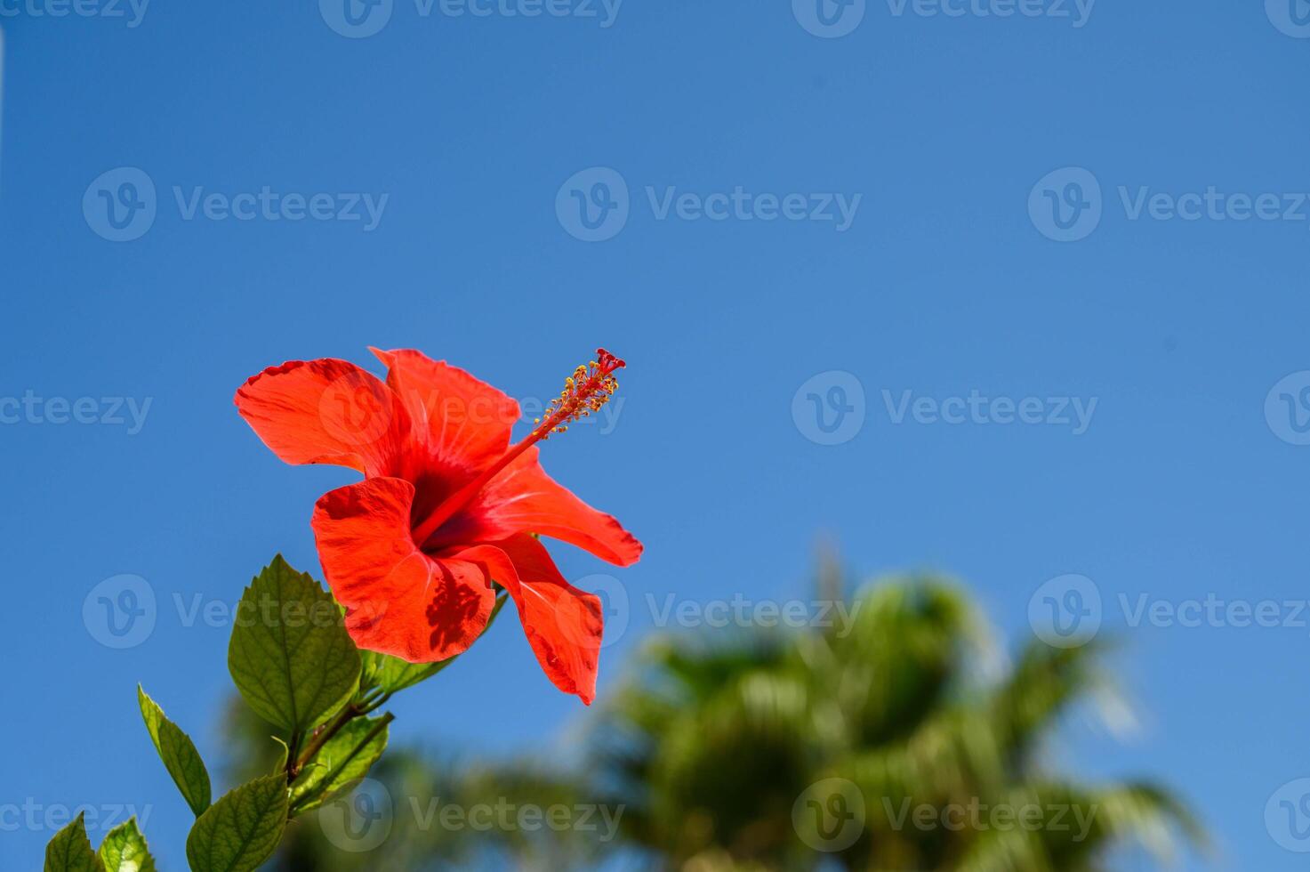 red hibiscus flowers on a green background in tropical garden photo