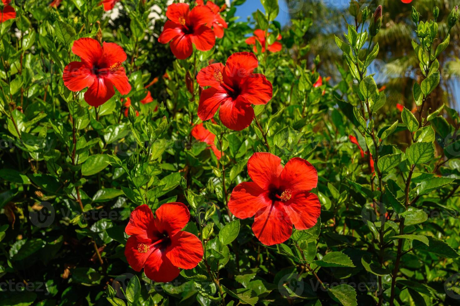 pink hibiscus flower in the garden photo