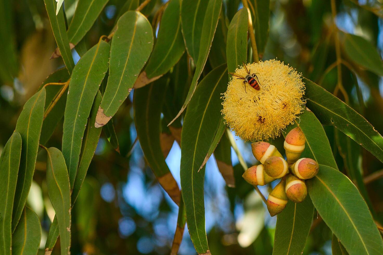Fruit chafer beetle on the flowers of the River Red Gum photo