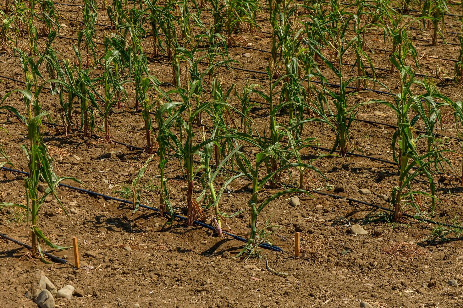 Drip irrigation system in sustainable corn farming photo