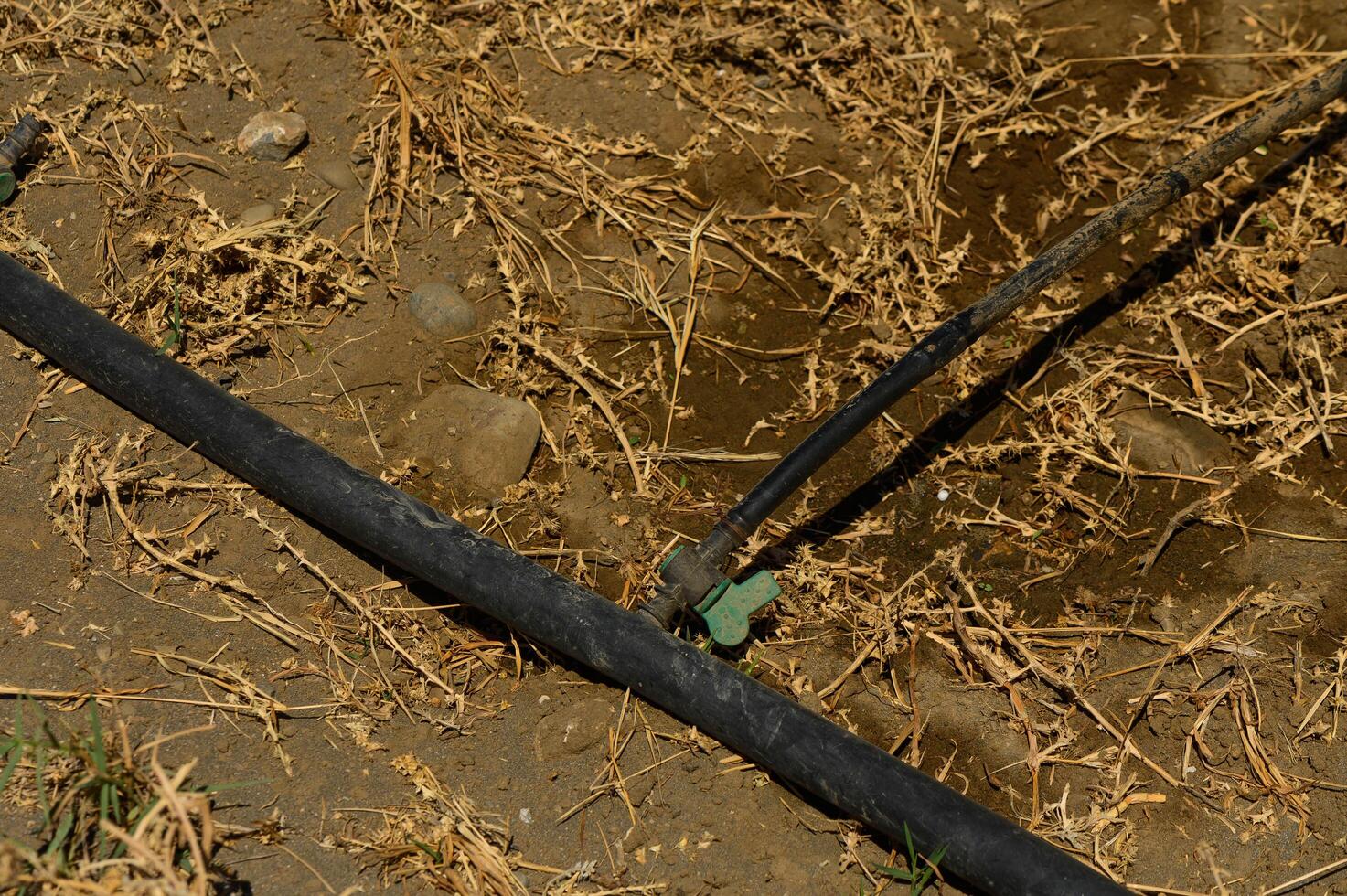 Drip irrigation. The photo shows the irrigation system in a bed.