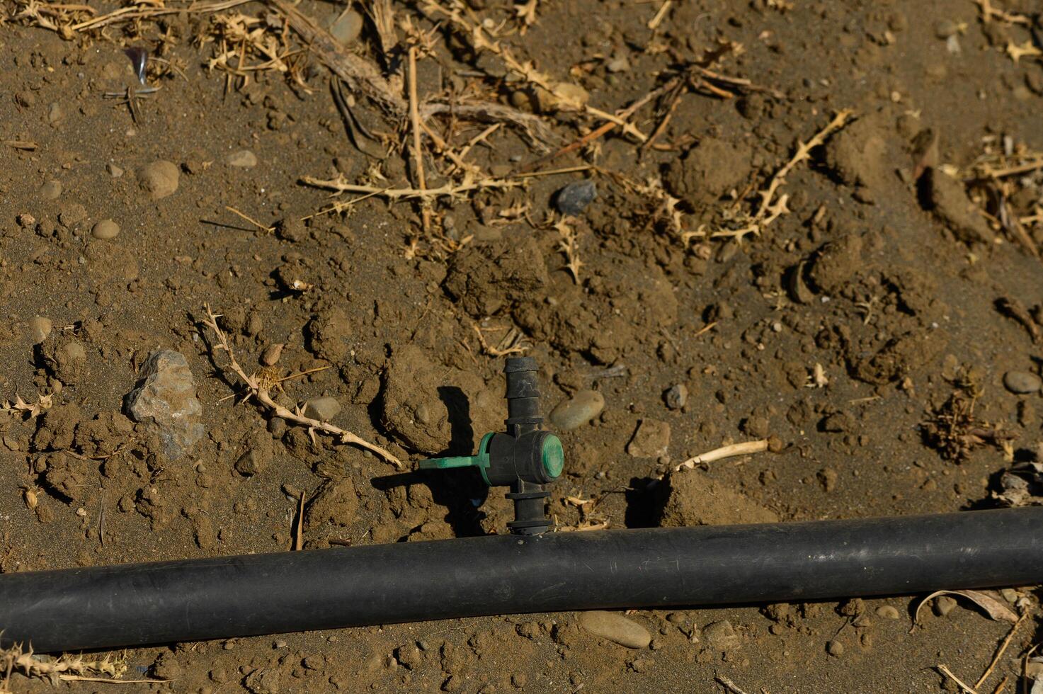 drip irrigation in the garden. photo