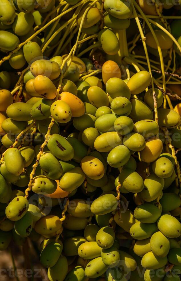 Closeup, Ripes with yellow fruits dates Phoenix dactylifera photo