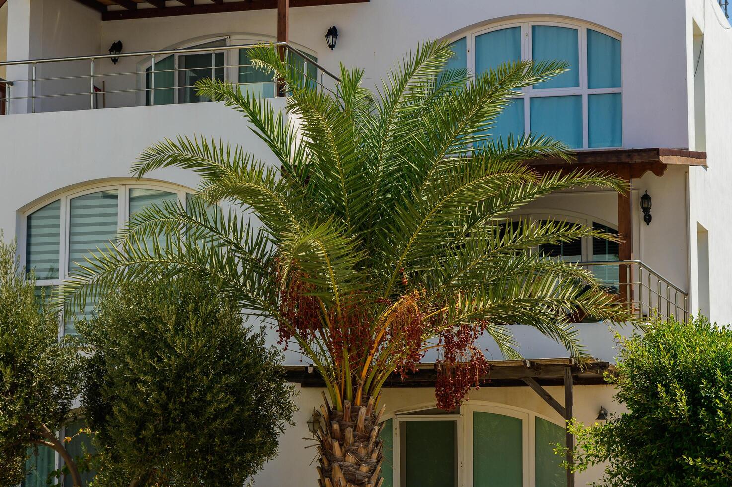 date palm near the house photo