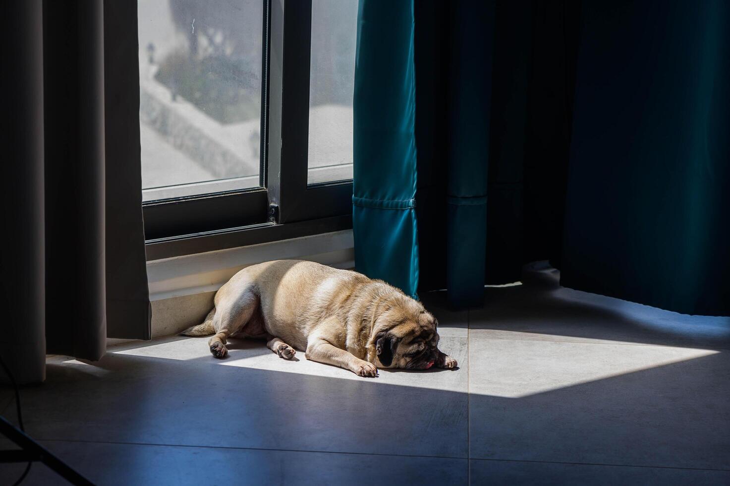 pug lies on the floor in the rays of the sun pours through the panoramic window into the apartments photo