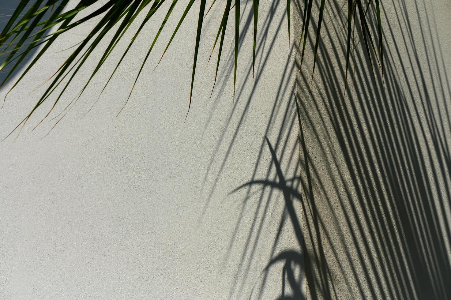 Tropical palm leaf shadows creating an abstract background for summer-themed mock-ups. photo