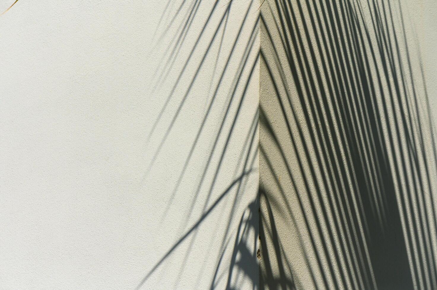 Palm leaf shadow casting on a light backdrop and cream-colored floor photo