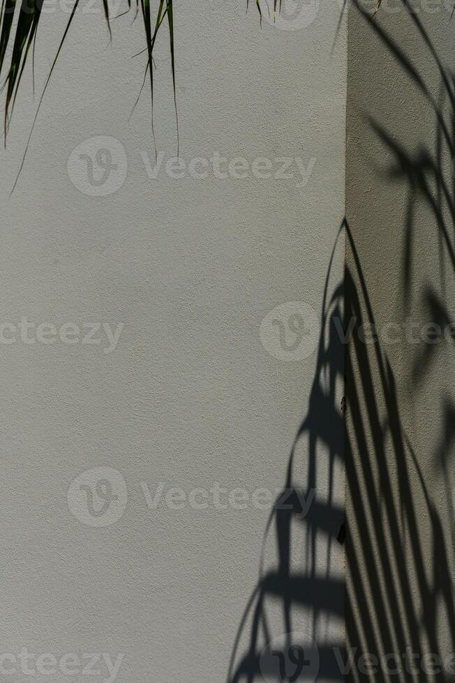 Palm leaf shadow casting on a light backdrop and cream-colored floor 1 photo